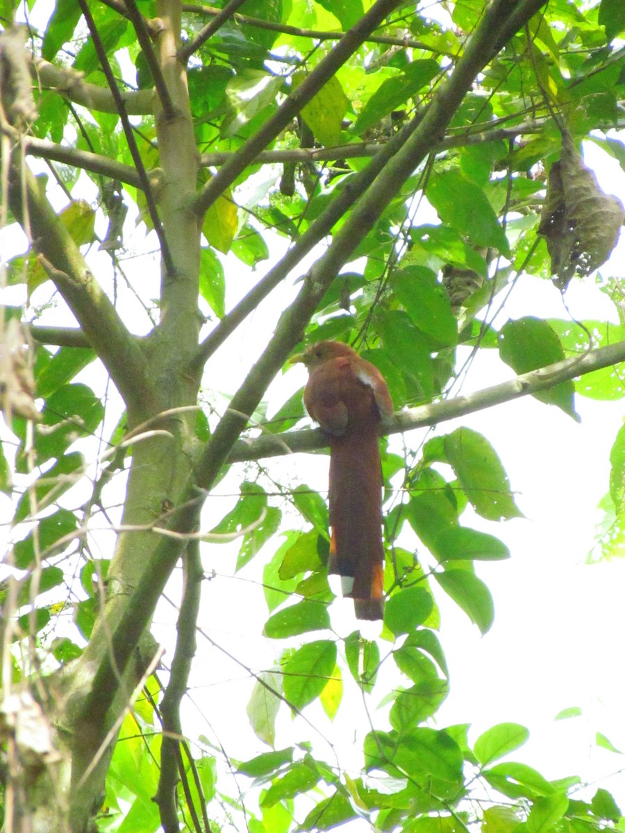 Common Squirrel-Cuckoo - ML646565627