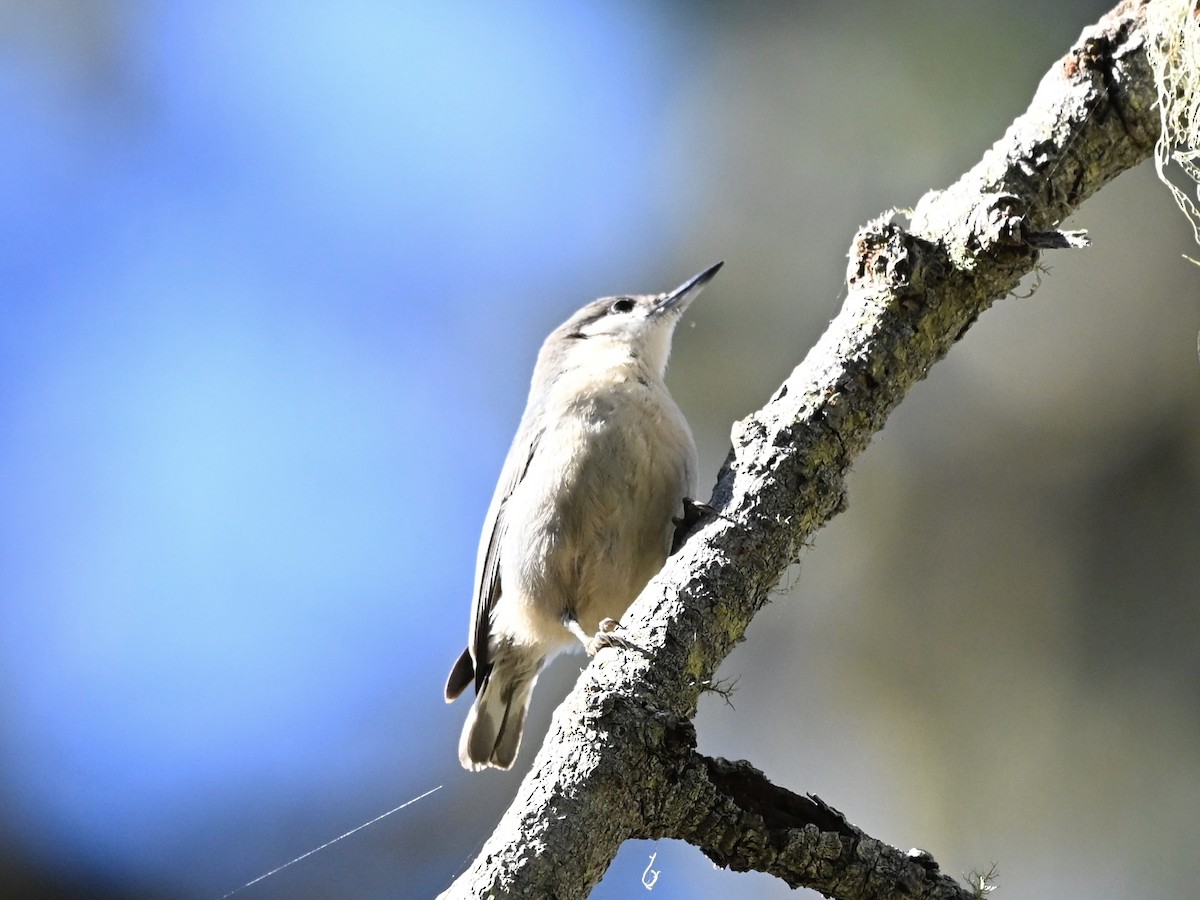 Pygmy Nuthatch - ML646565630