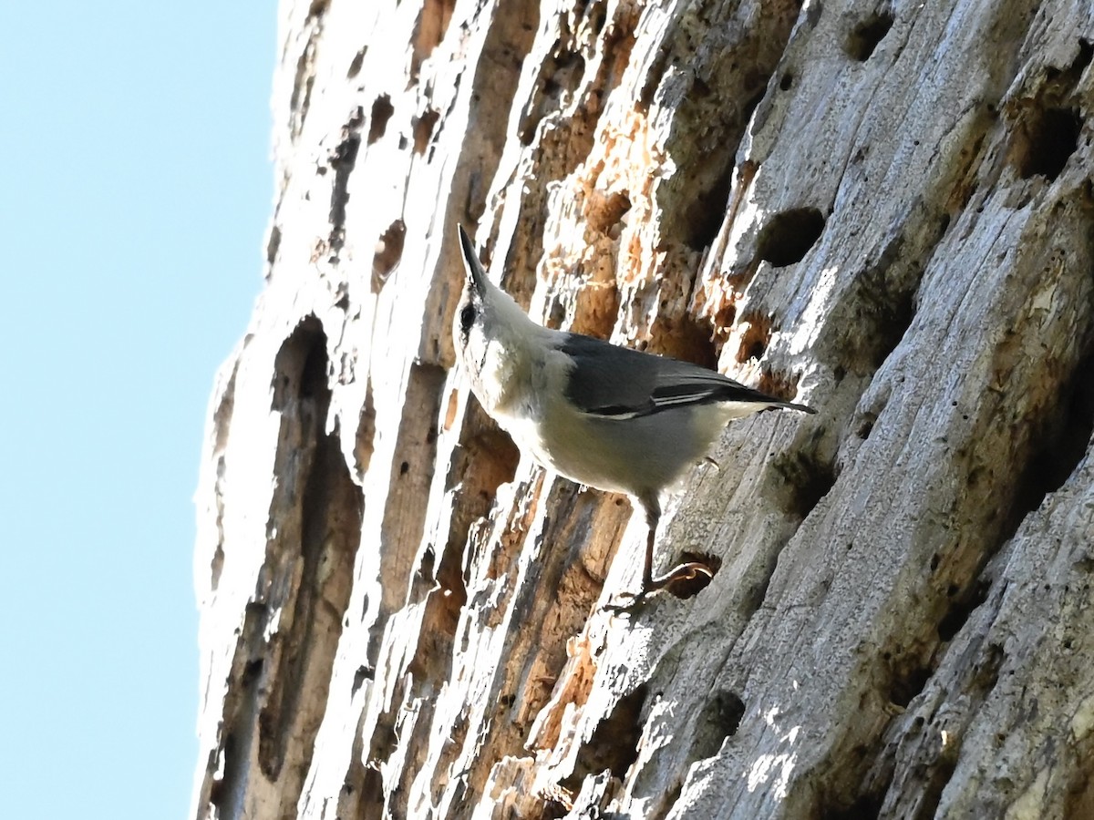 Pygmy Nuthatch - ML646565632