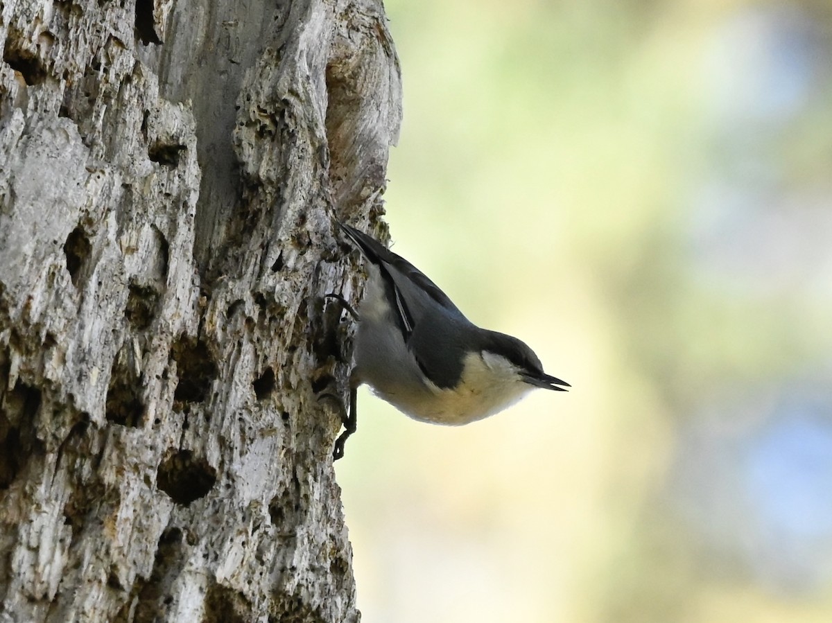 Pygmy Nuthatch - ML646565633