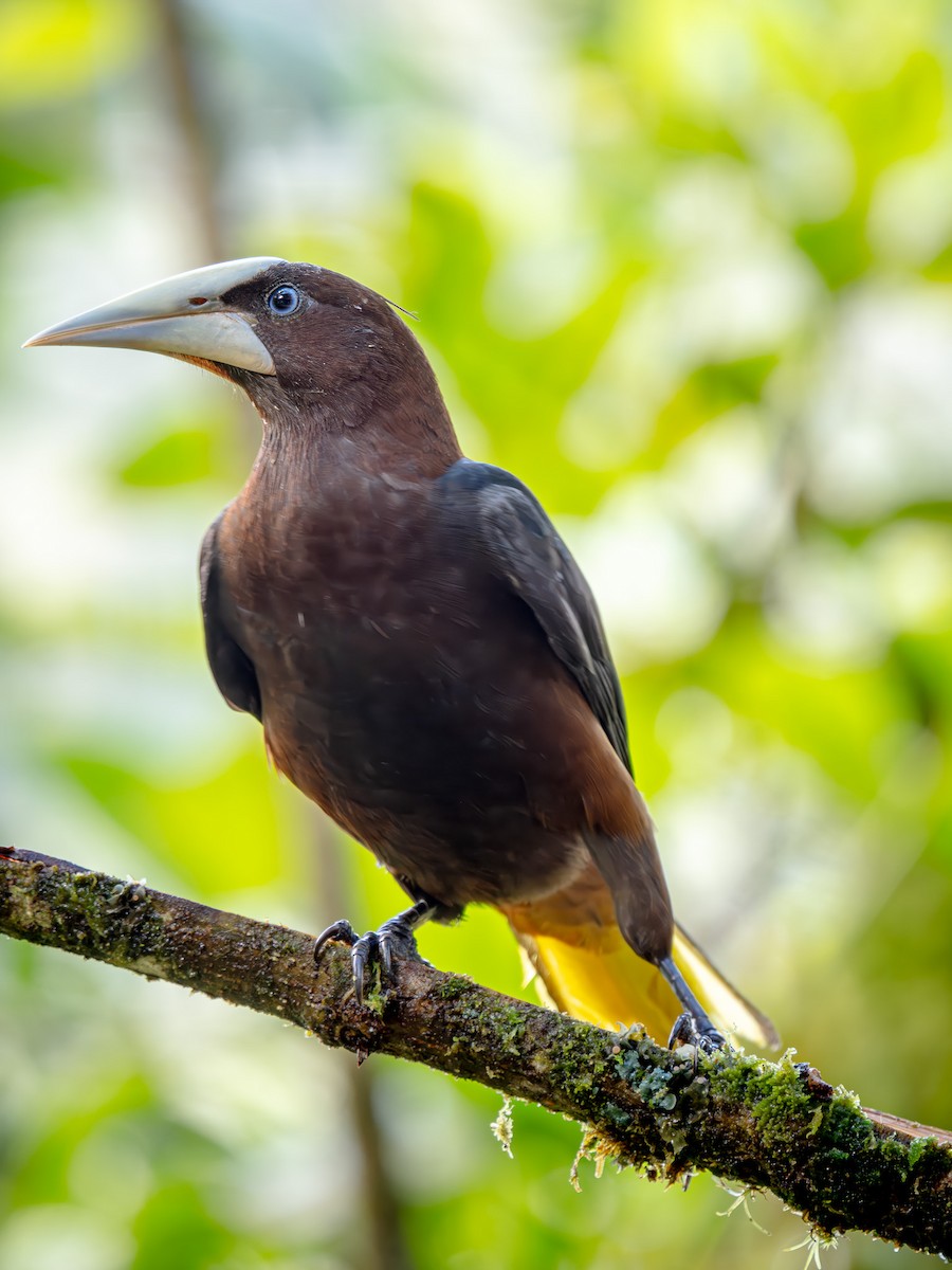 Chestnut-headed Oropendola - ML646565634