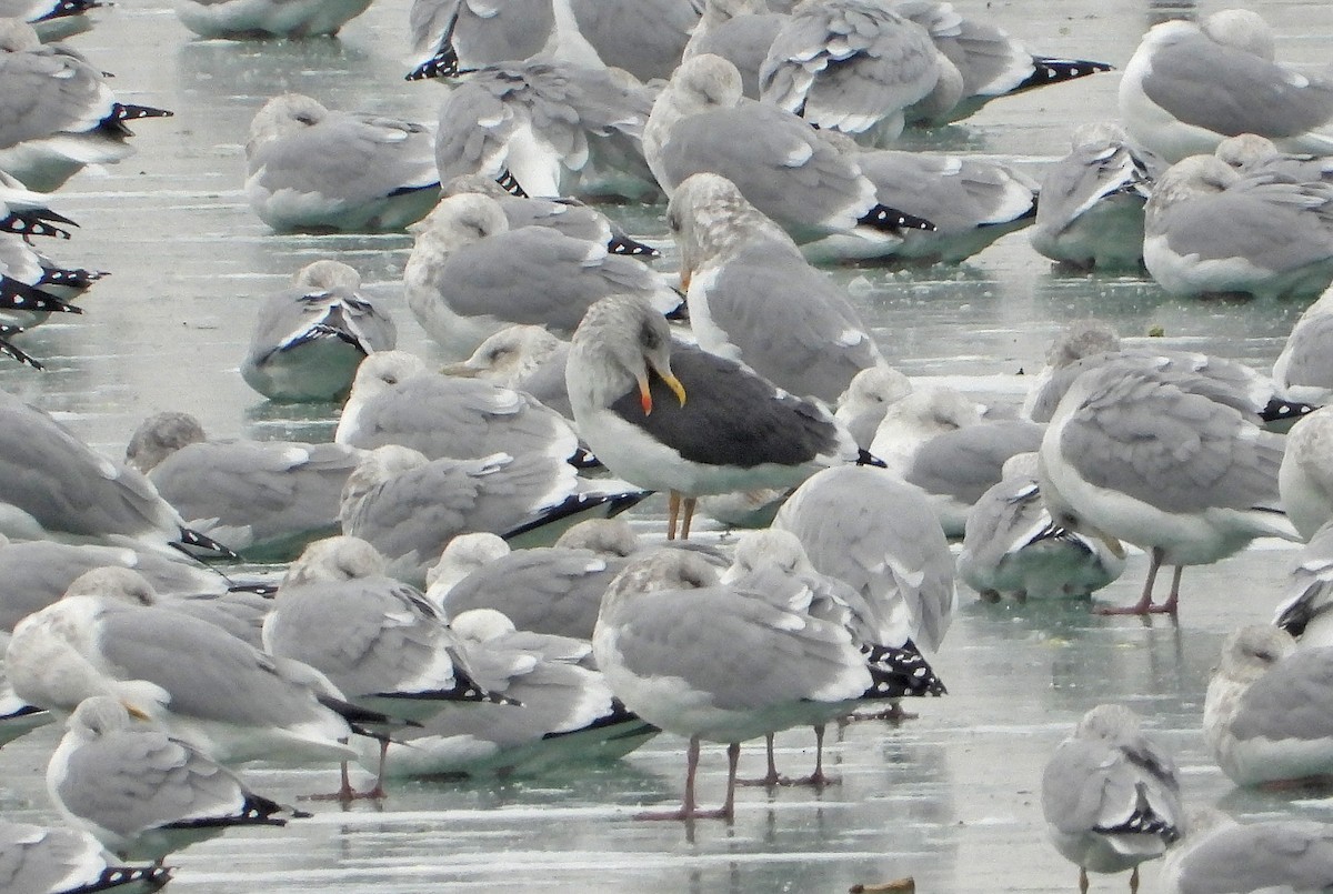 Kara Sırtlı Martı - ML646565638