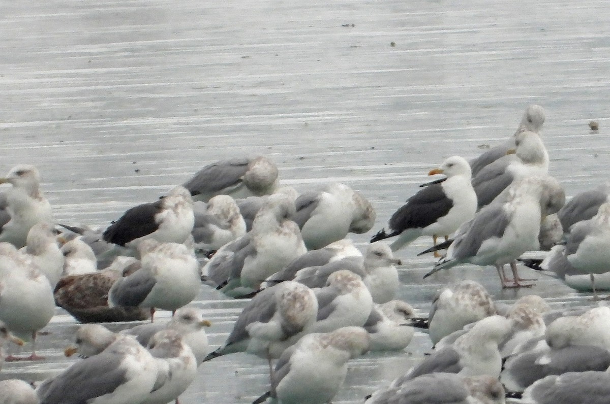 Kara Sırtlı Martı - ML646565639