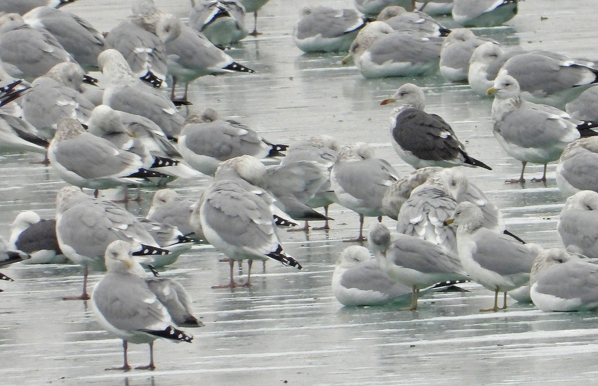 Kara Sırtlı Martı - ML646565640