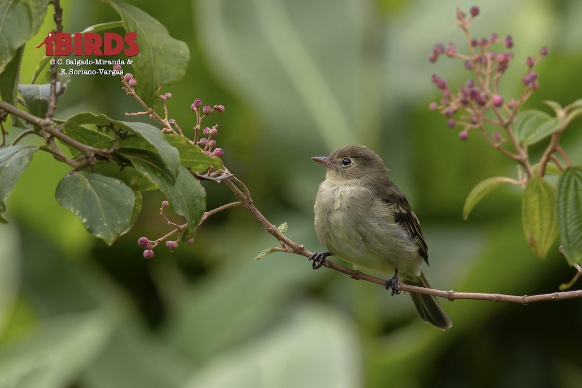 Mountain Elaenia - ML646565641