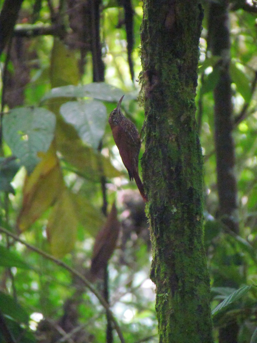 Montane Woodcreeper - ML646565645