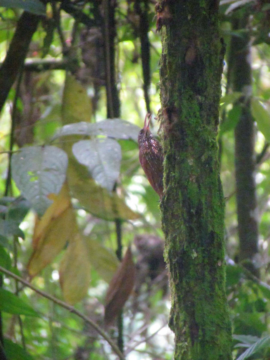 Montane Woodcreeper - ML646565648