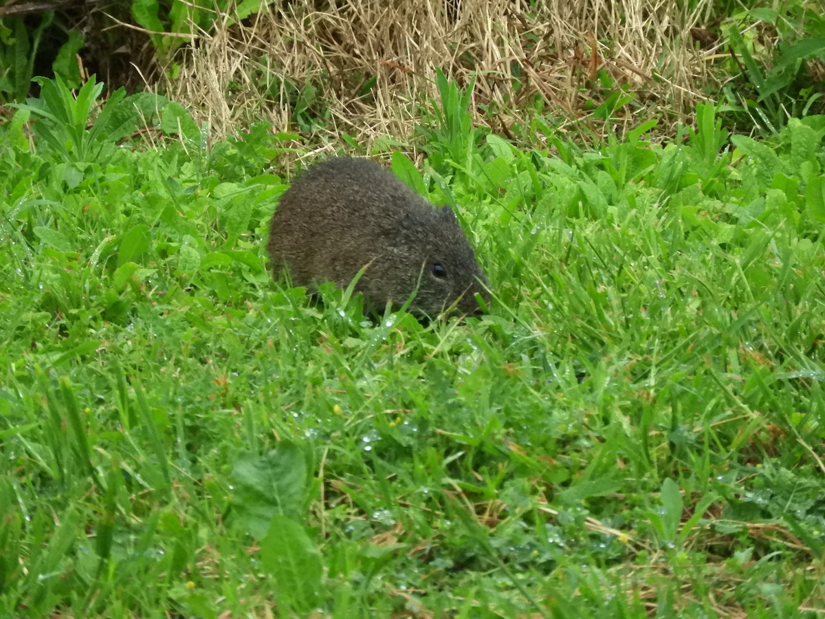 Brazilian Guinea Pig - ML646565649