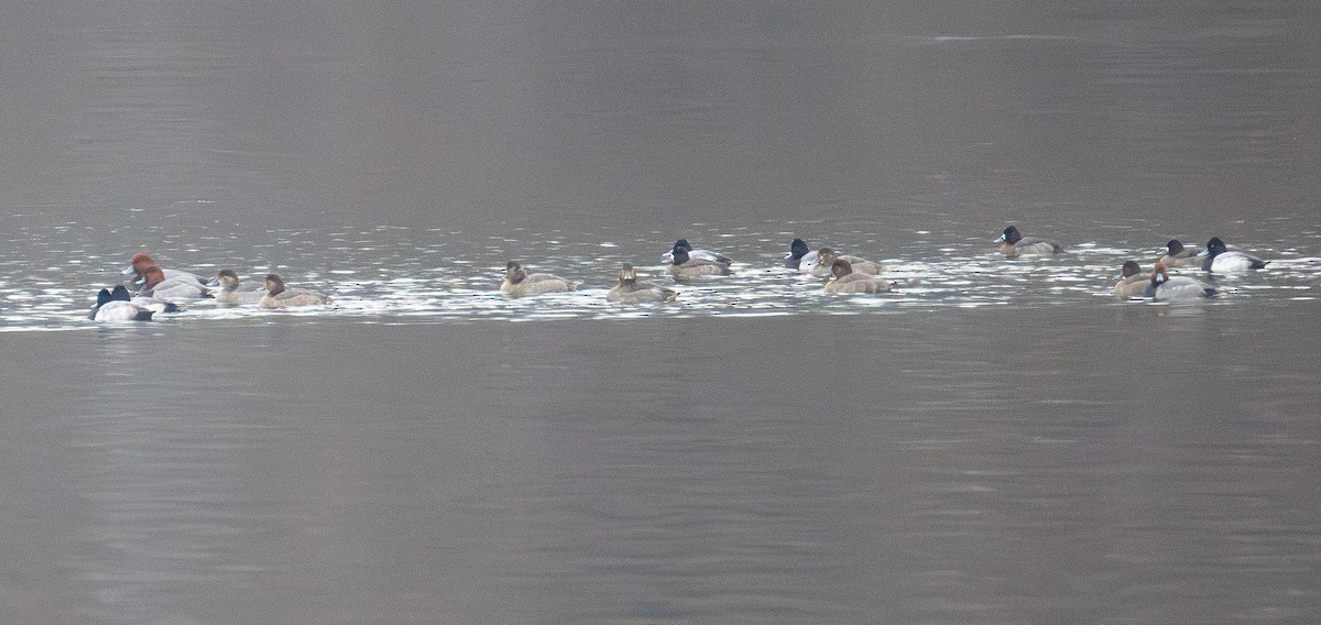Lesser Scaup - ML646565650