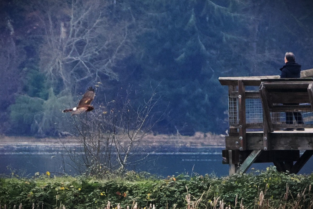 Northern Harrier - ML646565652