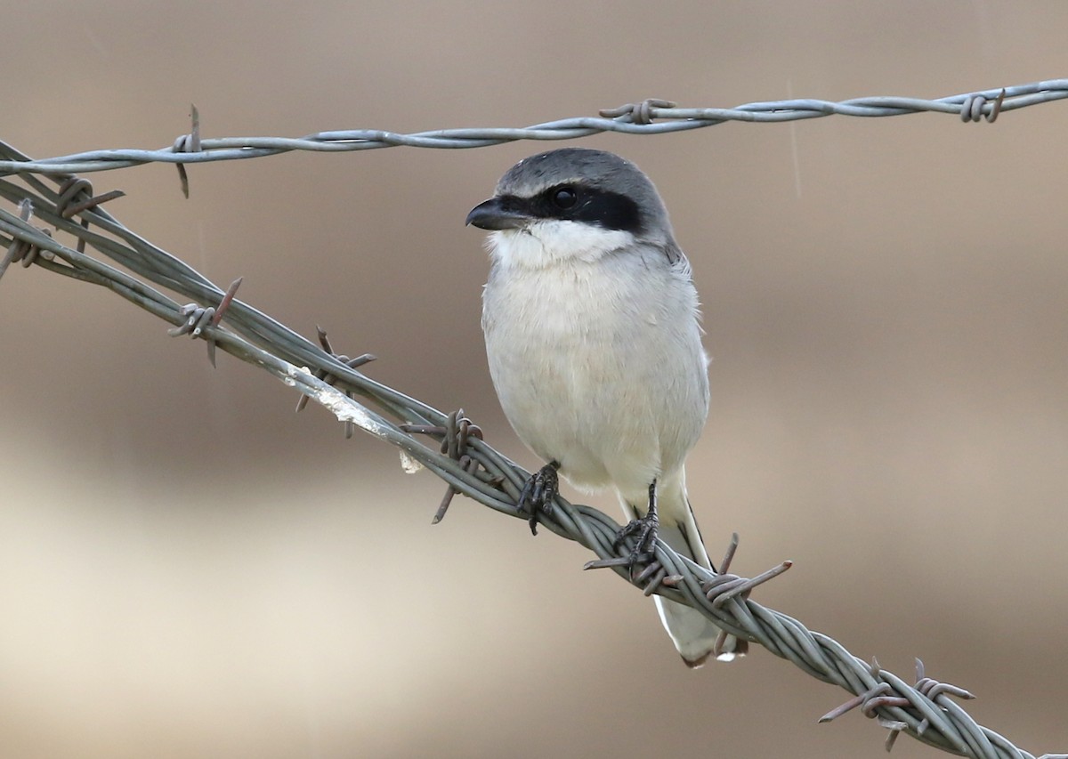 ťuhýk americký - ML646565653