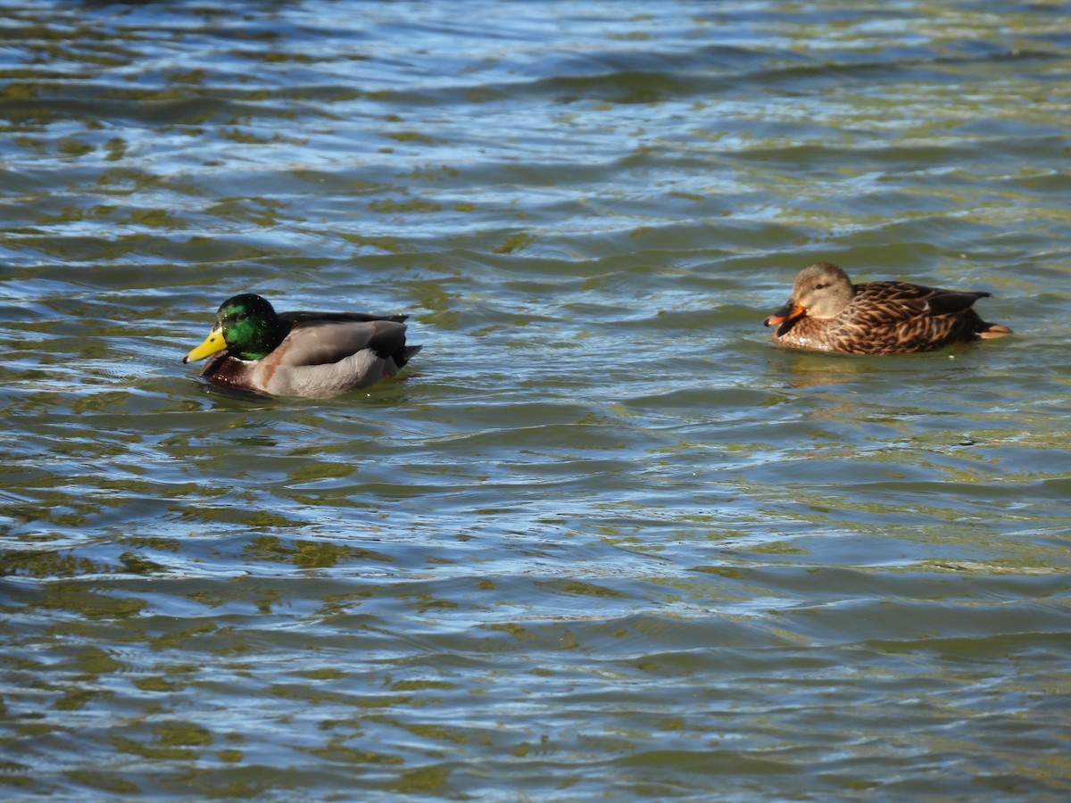 Mallard - ML646565655