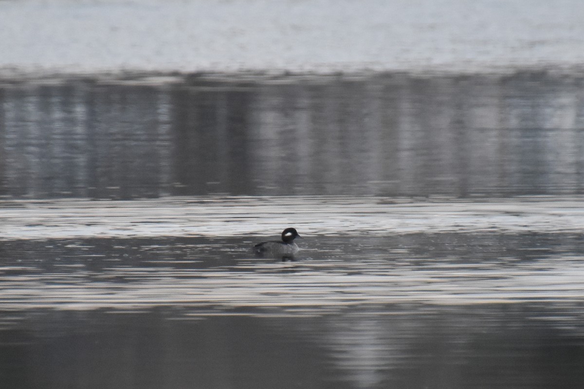 Bufflehead - ML646565656