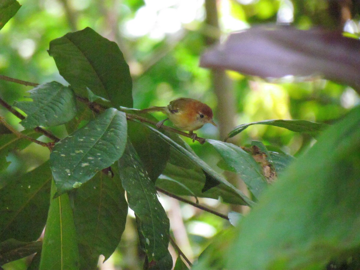 Rufous-naped Greenlet - ML646565657