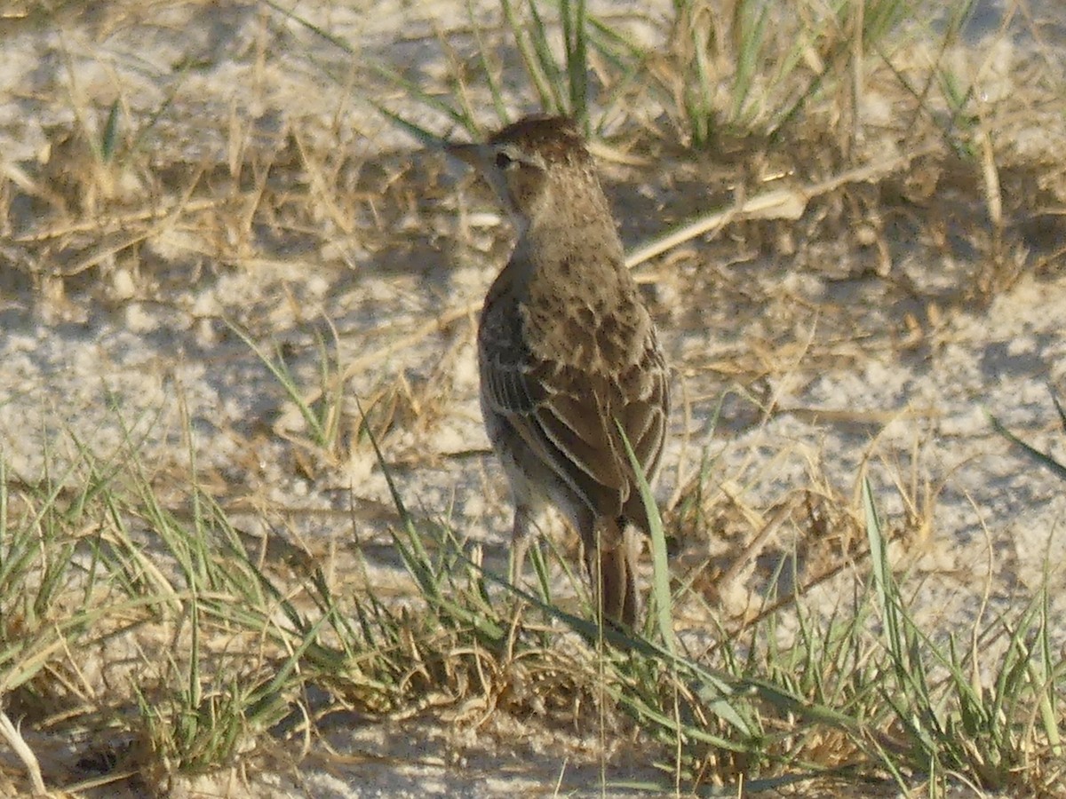 Red-capped Lark - ML646565659