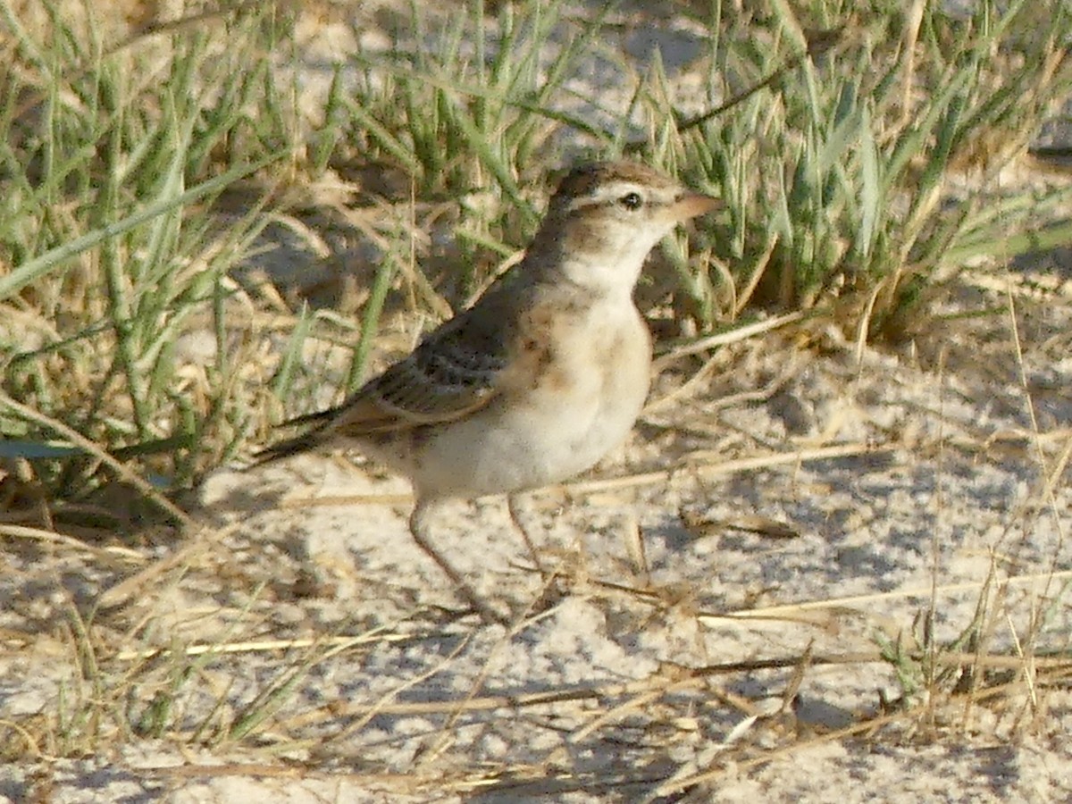 Red-capped Lark - ML646565660