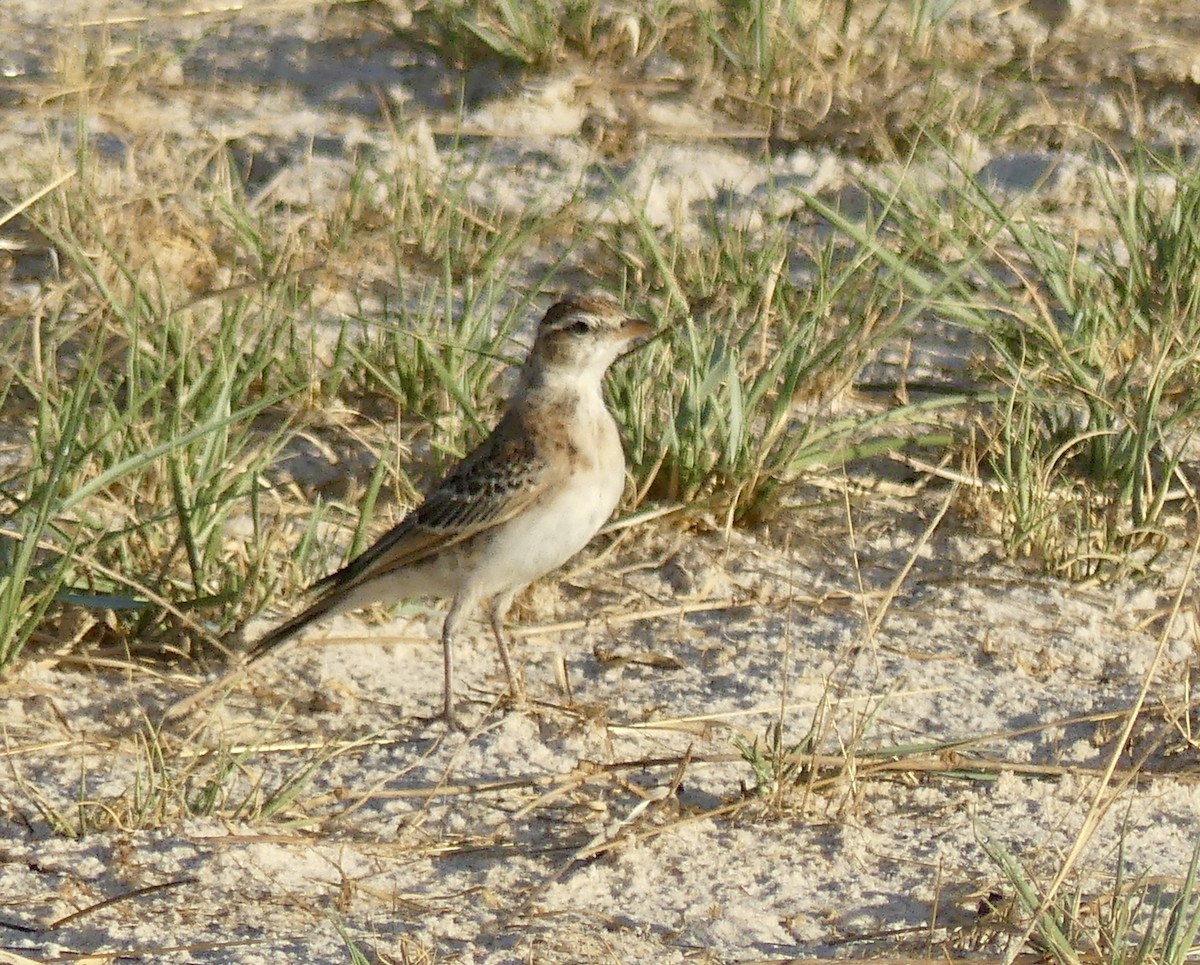 Red-capped Lark - ML646565661