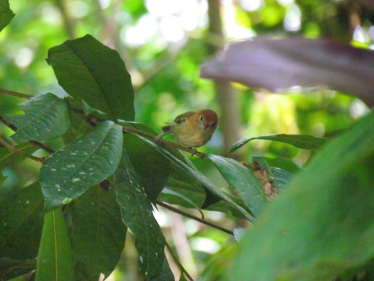 Rufous-naped Greenlet - ML646565662