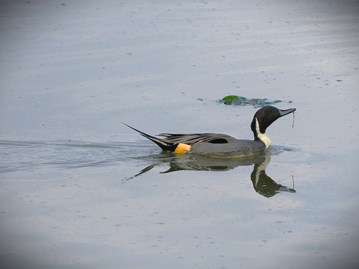 Northern Pintail - ML646565663