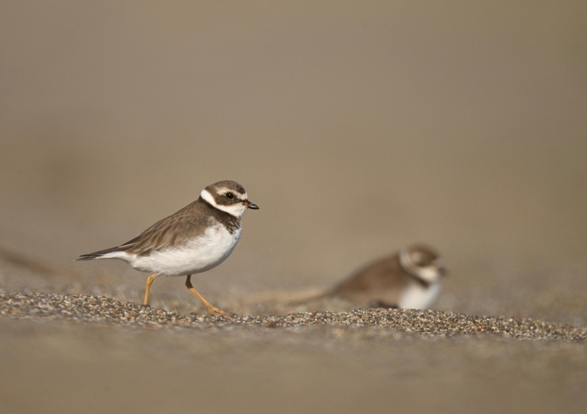 Semipalmated Plover - ML646565664