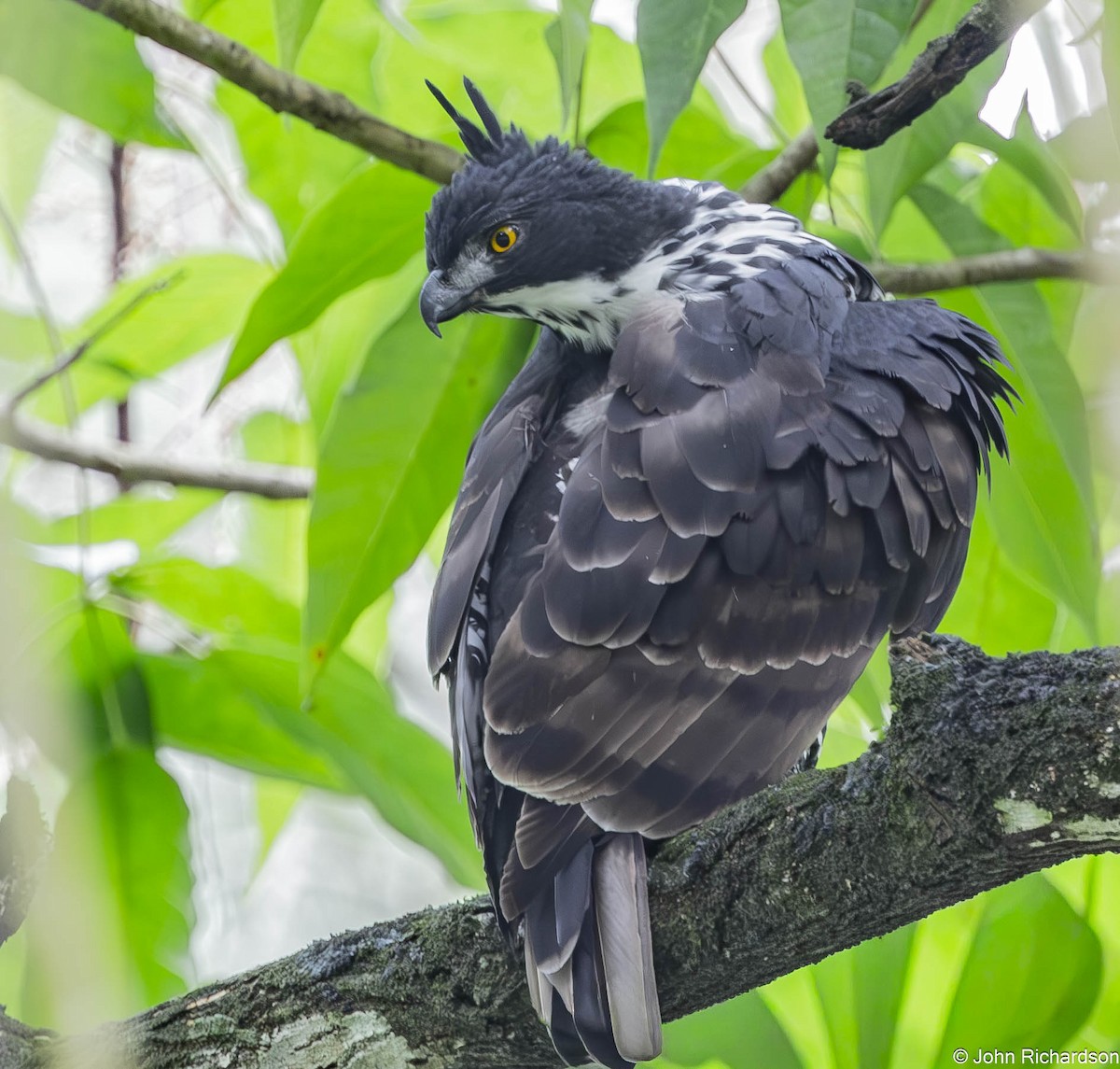 Blyth's Hawk-Eagle - ML646565665