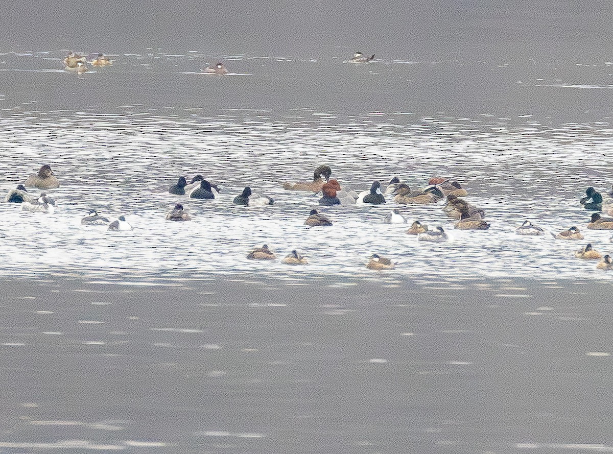 Redhead - ML646565666