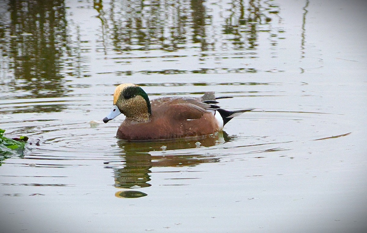 American Wigeon - ML646565671