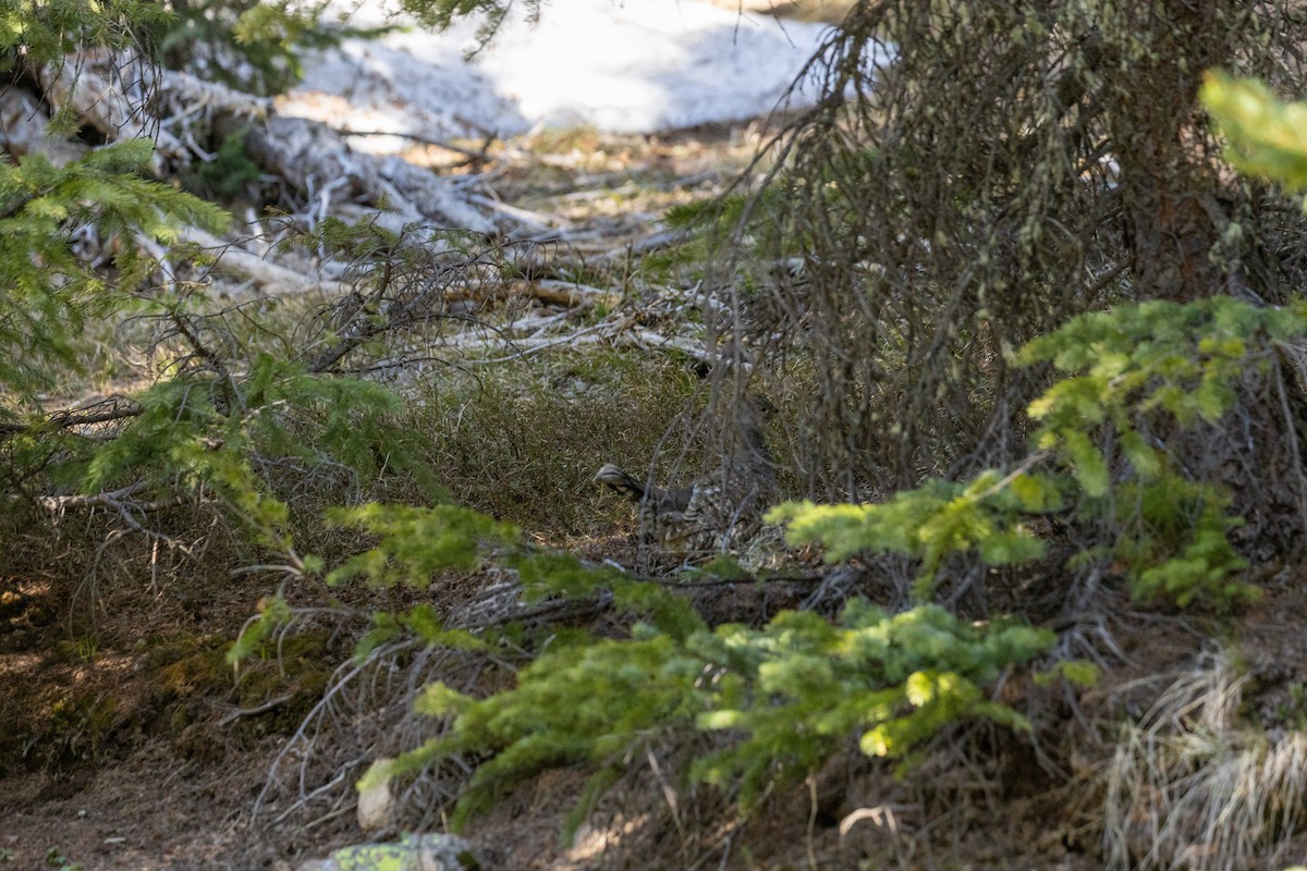 Dusky Grouse - ML646565672