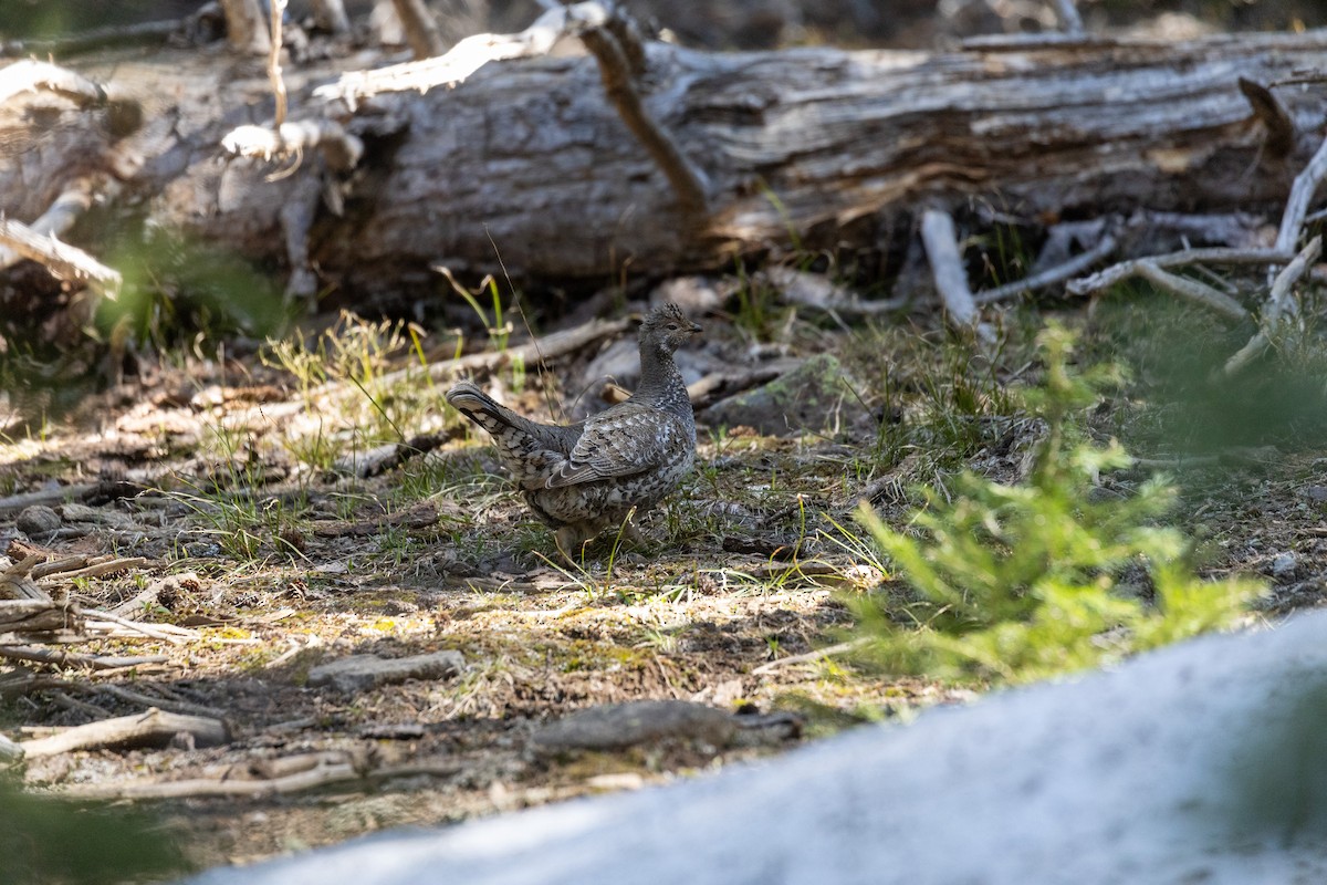 Dusky Grouse - ML646565673