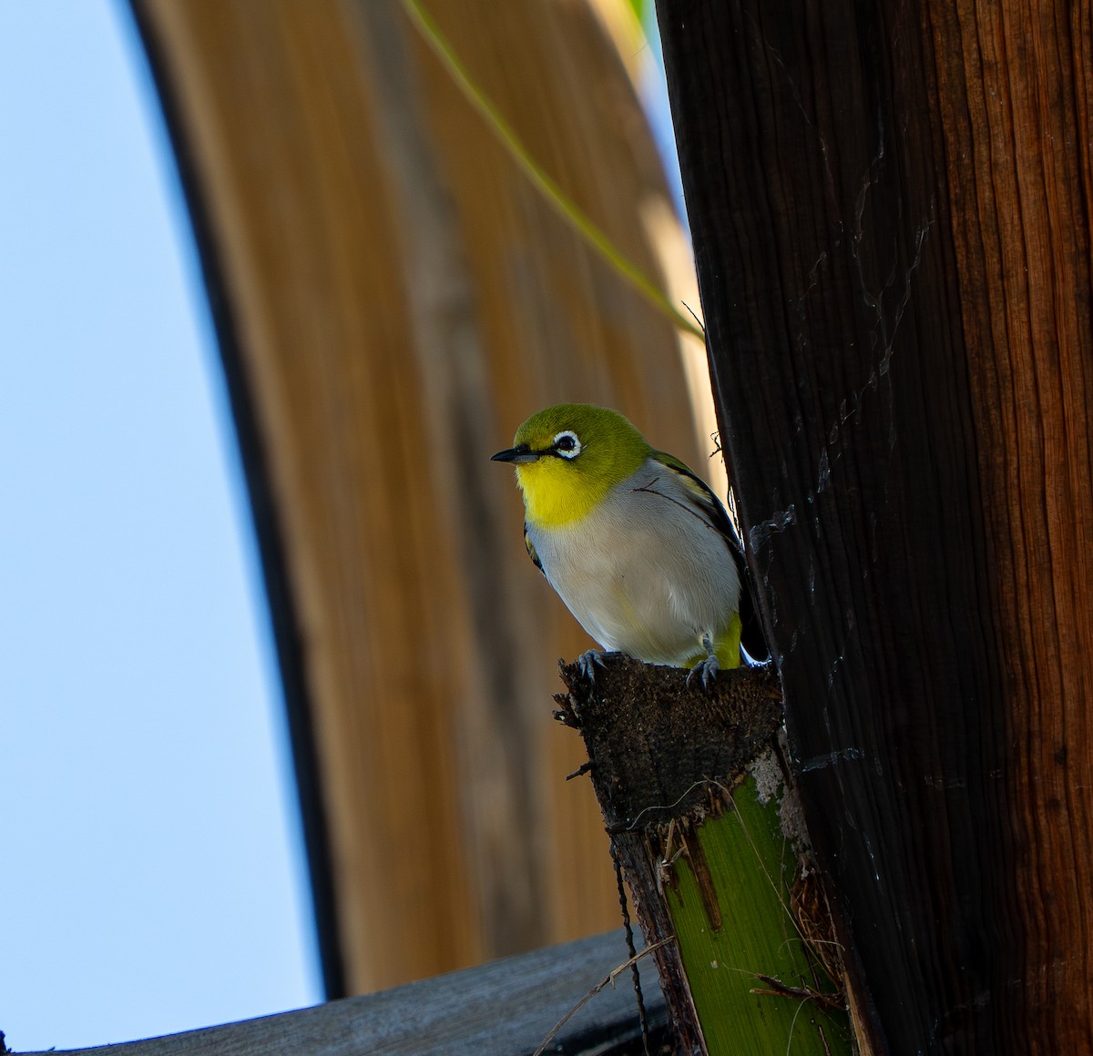 Swinhoe's White-eye - ML646565675