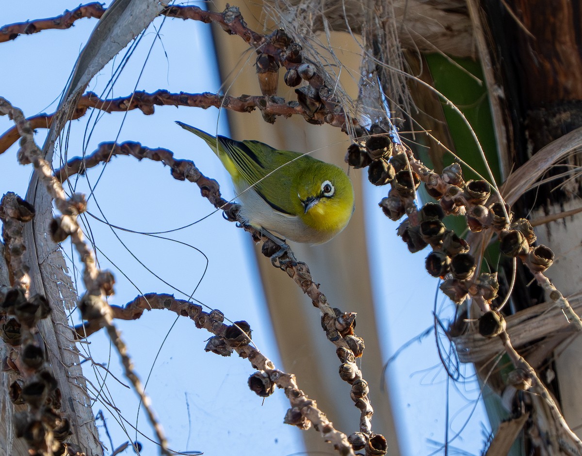 Swinhoe's White-eye - ML646565676