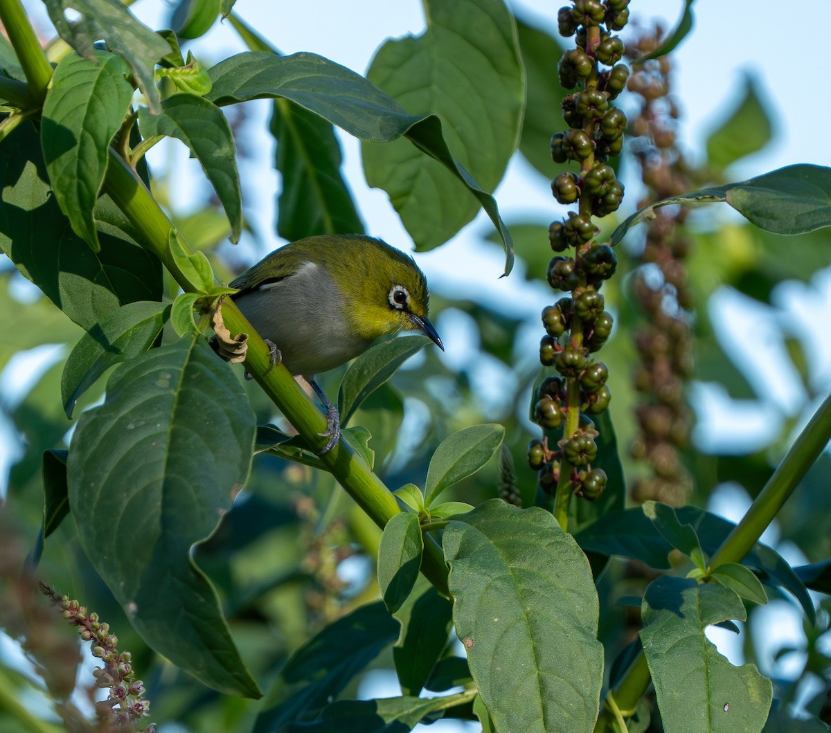 Swinhoe's White-eye - ML646565677