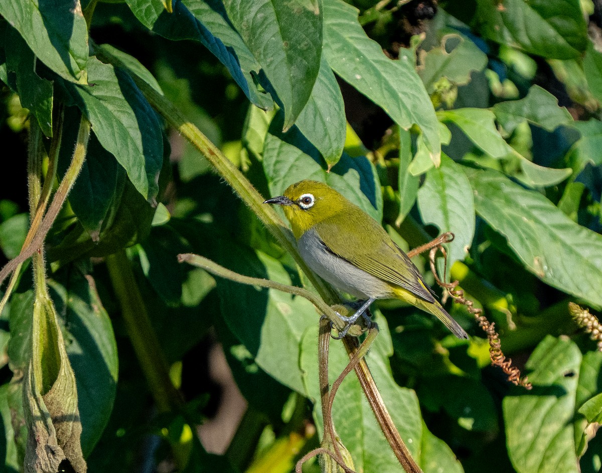 Swinhoe's White-eye - ML646565678