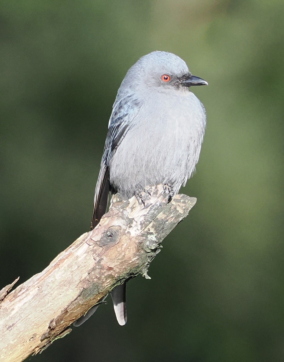 Ashy Drongo - ML646565680