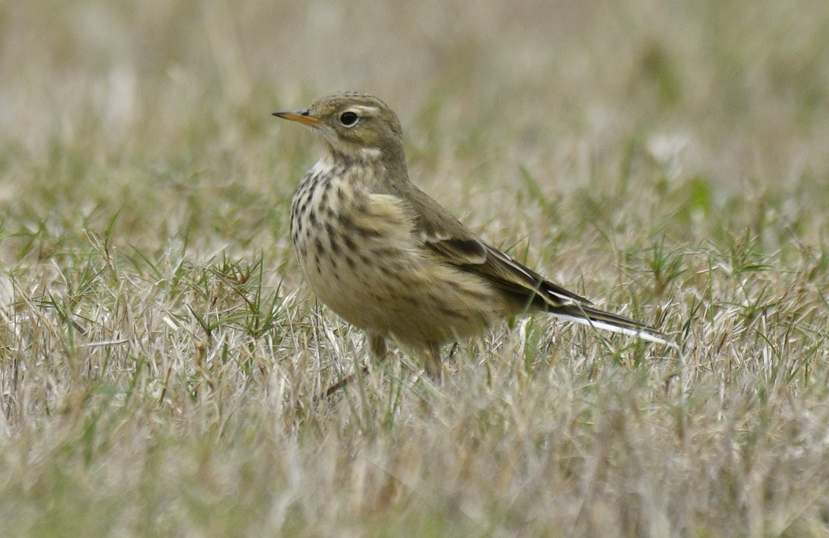 American Pipit - ML646565686