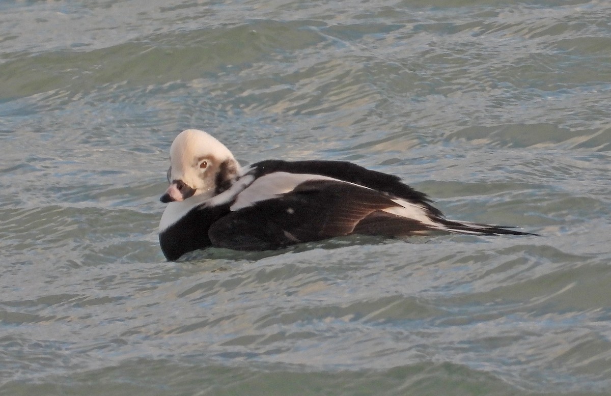 Long-tailed Duck - ML646565689