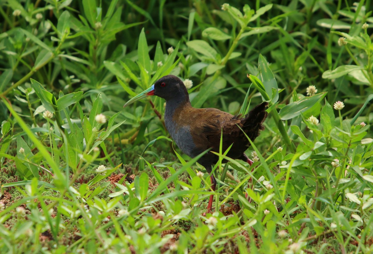 Plumbeous Rail - ML646565692
