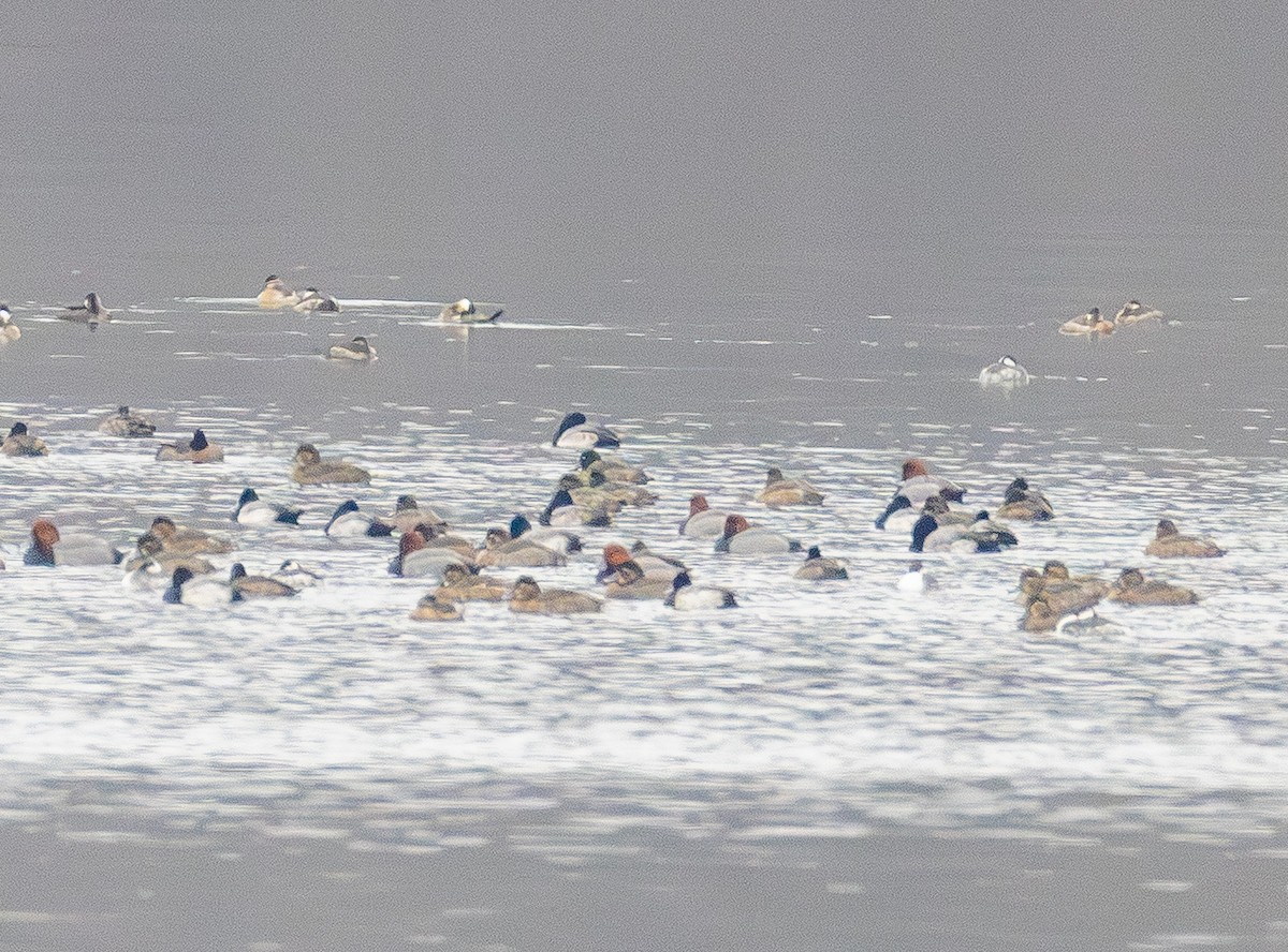 kobberhodeand - ML646565695