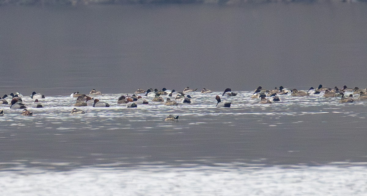 kobberhodeand - ML646565696