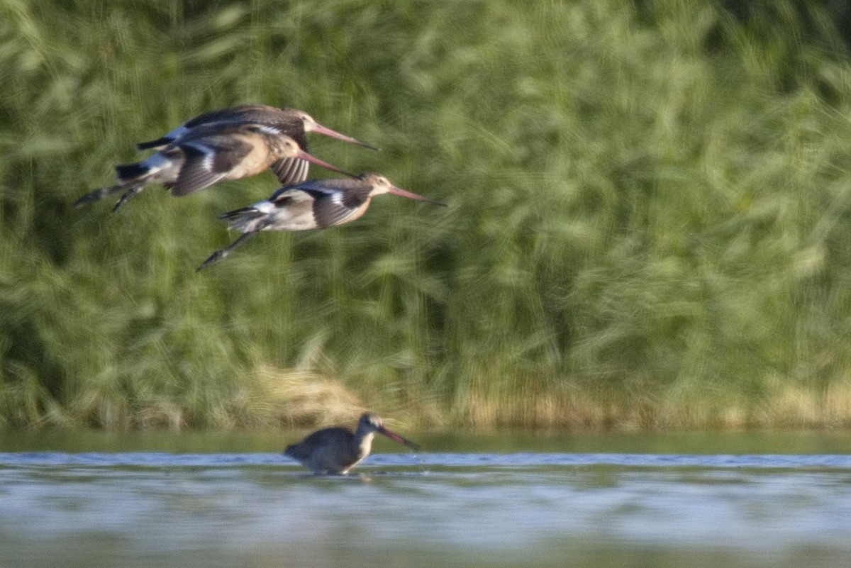 svarthalespove - ML646565697