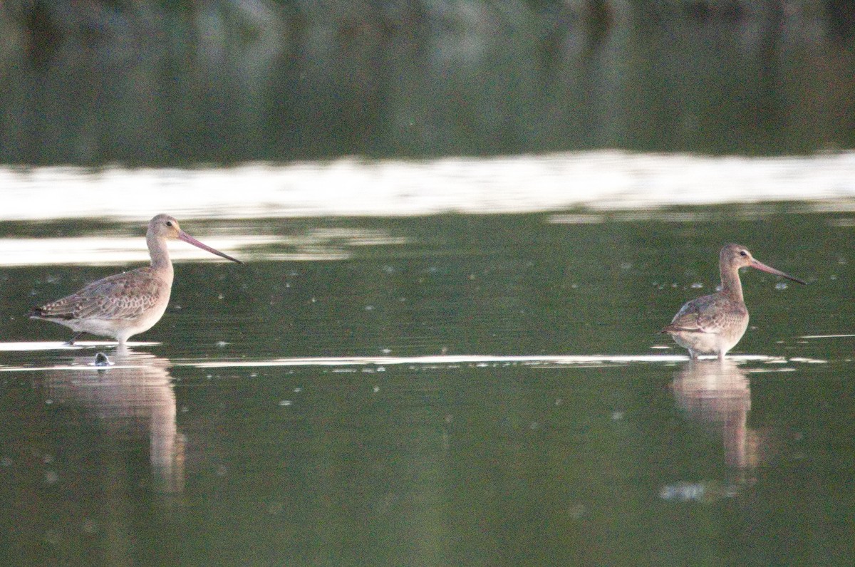 svarthalespove - ML646565698