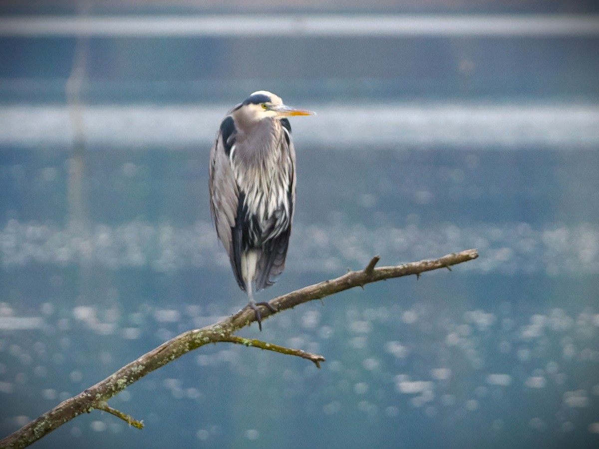 Great Blue Heron - ML646565702