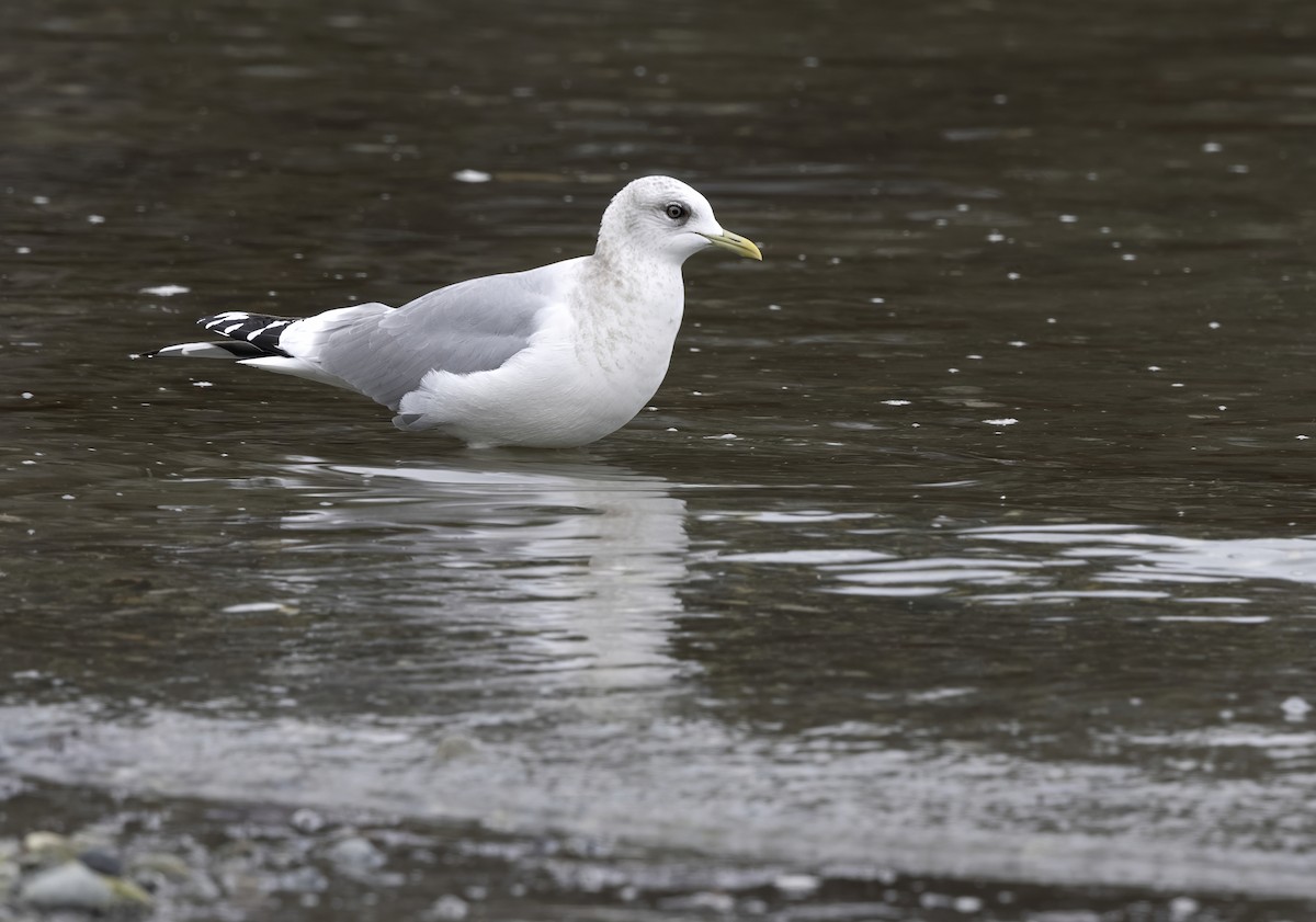 kortnebbmåke - ML646565703