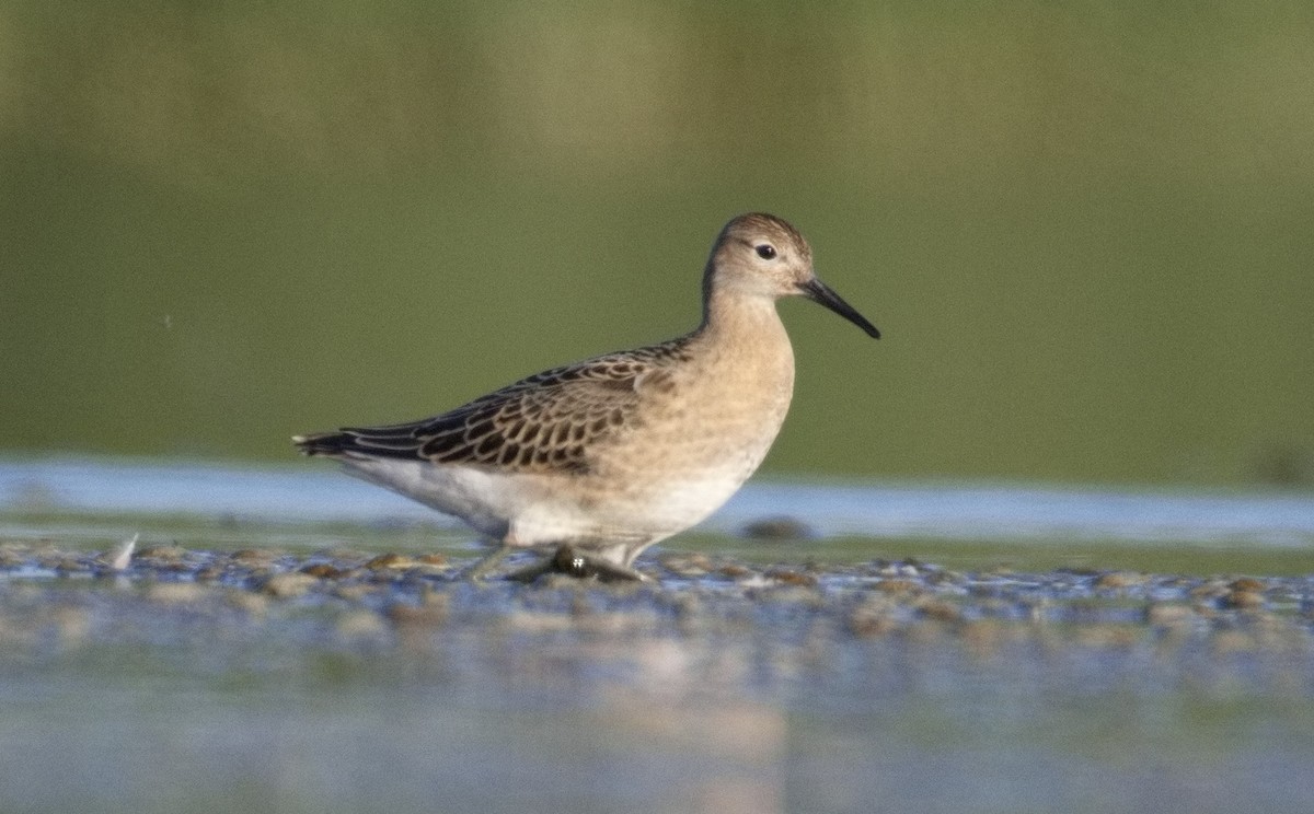 brushane - ML646565705