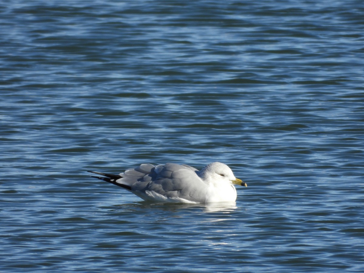 Halkalı Martı - ML646565706