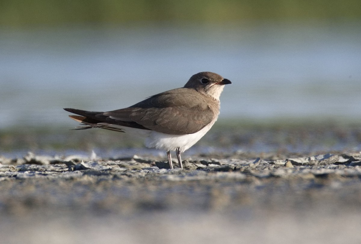 brakksvale - ML646565707