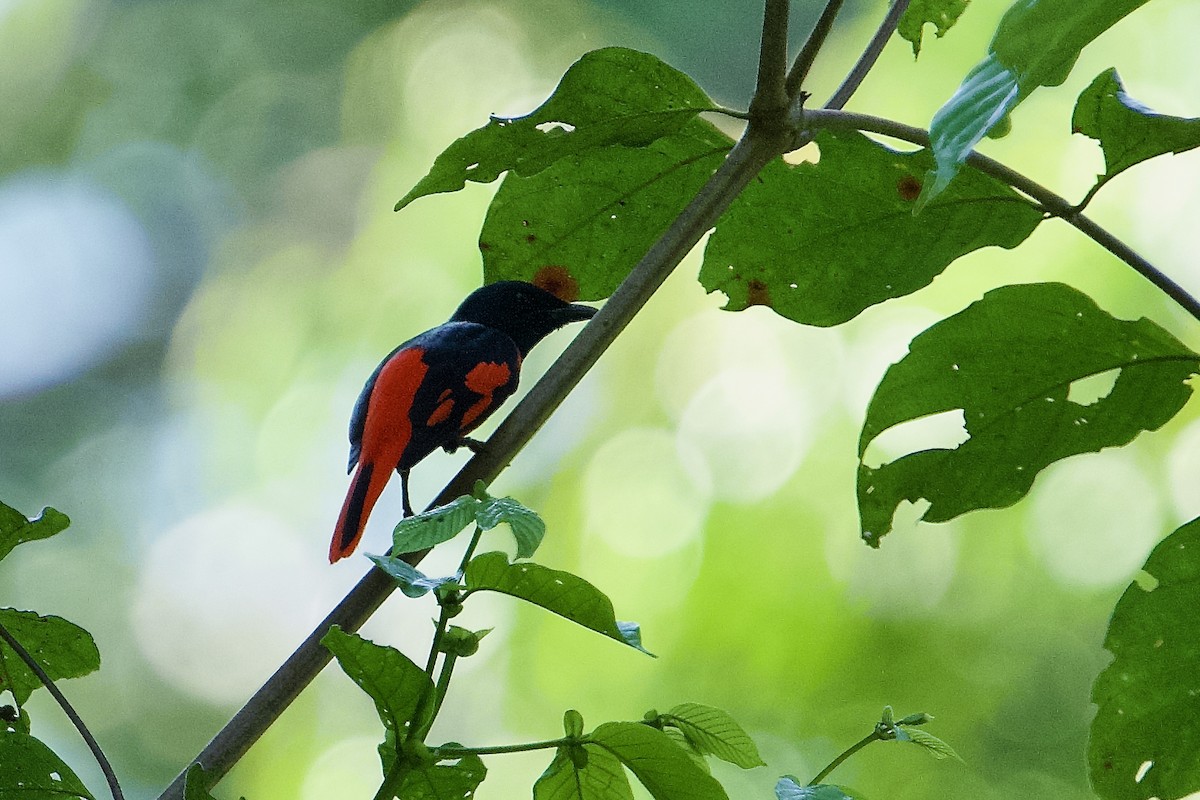 Scarlet Minivet - ML646565708