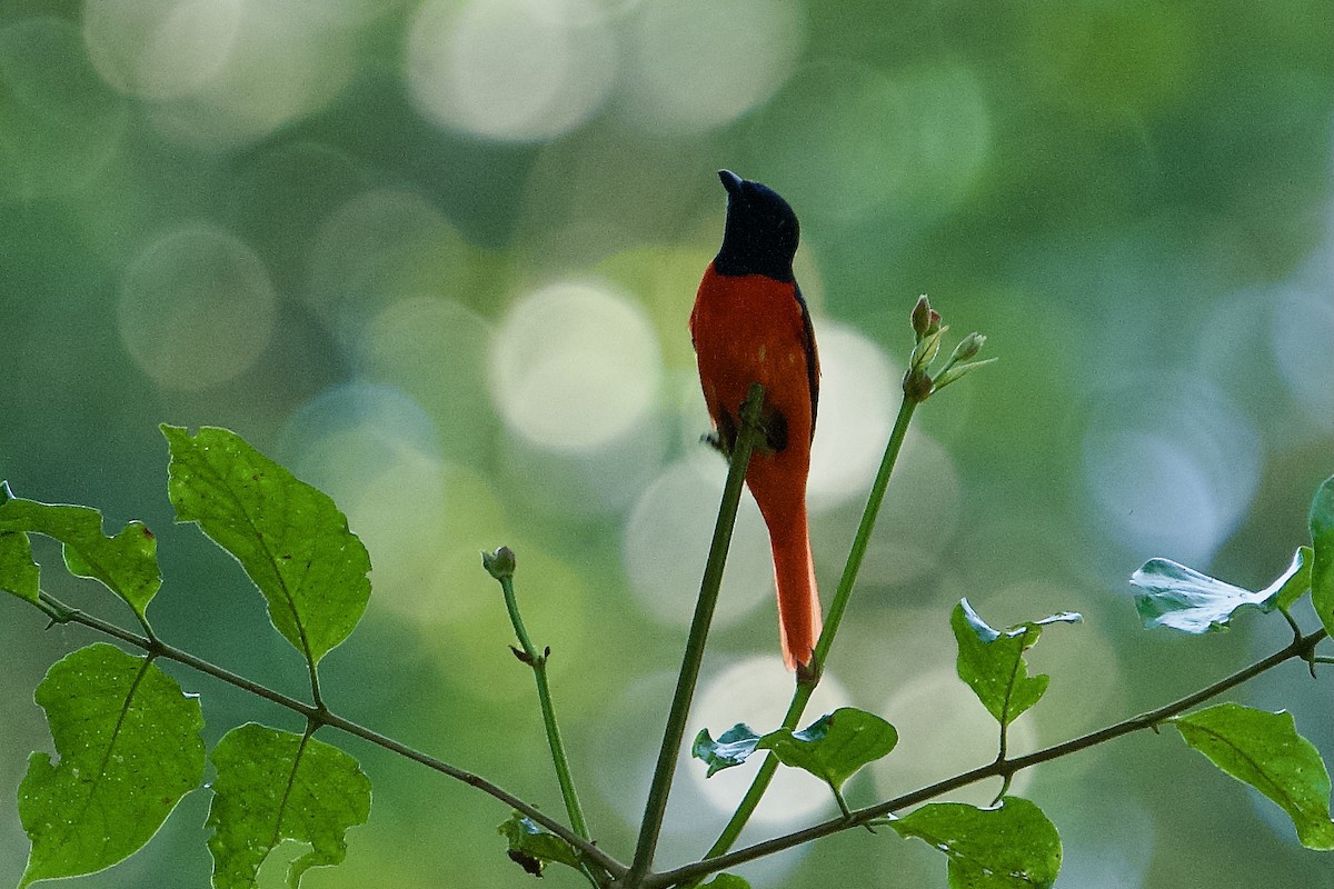 Scarlet Minivet - ML646565709