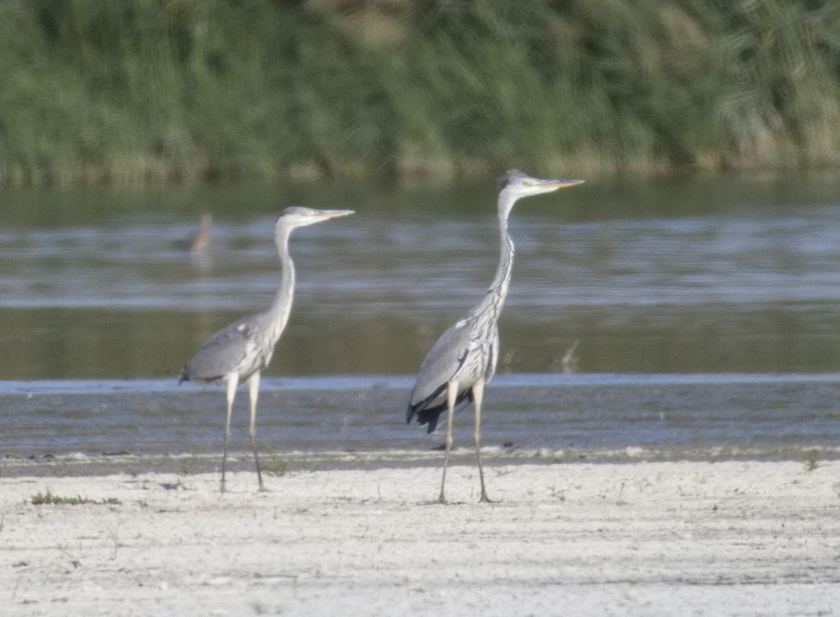 gråhegre - ML646565710