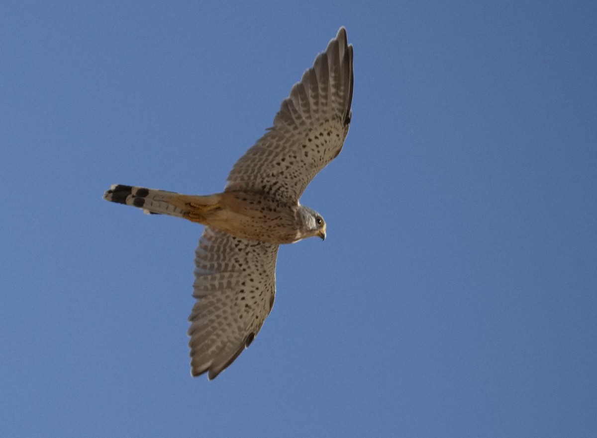 tårnfalk - ML646565711